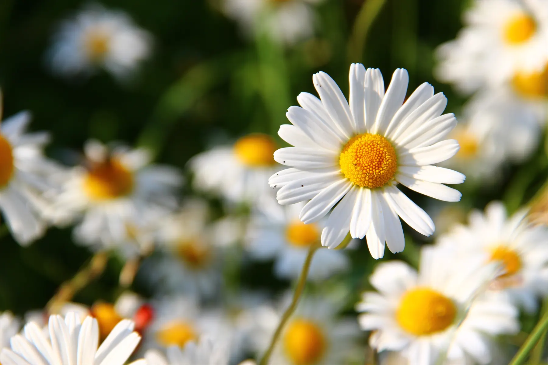 Scandinavian Midsummer Festival